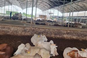 Thanh Hoá: Kiểm tra, yêu cầu tháo dỡ trang trại bò xây dựng trái phép trên đất nông nghiệp