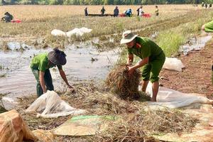 Đắk Lắk: Thanh niên và công an xã chung tay giúp dân gặt lúa chạy lũ