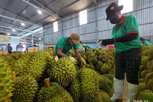 Gánh nặng "giấy phép con" và nỗi khổ của doanh nghiệp