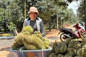 Cảnh lạ thường ở thủ phủ sầu riêng Đắk Lắk