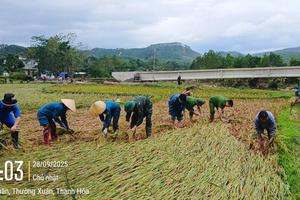 Thanh Hoá: Công an gặt lúa giúp dân trước khi bão số 10 đổ bộ