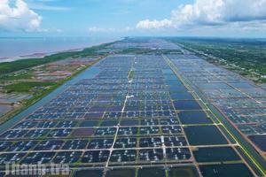 Cà Mau: Kinh tế – xã hội tháng 8 chuyển biến tích cực trên nhiều lĩnh vực