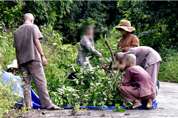 Một người đàn ông bị phạt 1,25 triệu đồng vì bẻ cành cây trên bán đảo Sơn Trà - Đà Nẵng