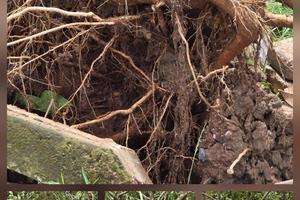 Hàng loạt cây bằng lăng trên đại lộ CSEP bật gốc sau bão số 10 ở Thanh Hóa