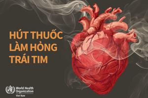 Hút thuốc lá ảnh hưởng nghiêm trọng đến hệ tim mạch