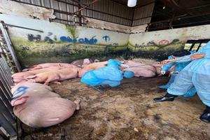 Chất cấm trong chăn nuôi: Cần tăng kiểm tra, giám sát sau vụ heo nhiễm Salbutamol ở Đồng Nai