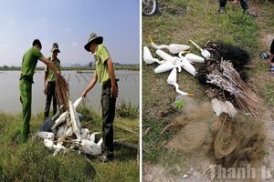 Thanh Hóa: Tăng cường kiểm tra, xử lý hành vi bẫy bắt, vận chuyển chim hoang dã
