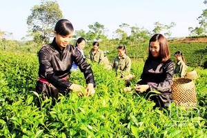 Thái Nguyên: Tạo sinh kế để giảm nghèo bền vững