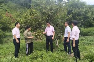 Kinh tế tập thể mở lối làm giàu cho người dân vùng cao