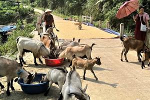 Thái Nguyên tiếp sức để người dân thoát nghèo từ việc tạo sinh kế hiệu quả