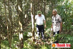 Cây quế mở đường làm giàu xanh cho miền núi Quảng Ninh