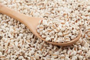 Bộ Y tế: Thu hồi bắt buộc toàn bộ lô dược liệu ý dĩ do không đạt tiêu chuẩn chất lượng