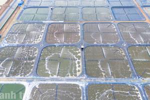 Cà Mau: Tăng cường quản lý, kiến tạo phát triển bền vững ngành tôm