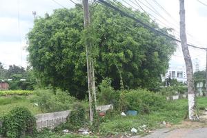 Vĩnh Long: Hủy giấy chứng nhận quyền sử dụng đất đã cấp cho Công ty Cổ phần Bệnh viện Đa khoa Bến Tre