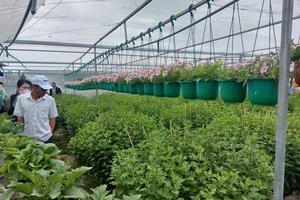 Gia Lai: Làng hoa Bình Lâm hướng đến phát triển du lịch nông nghiệp bền vững