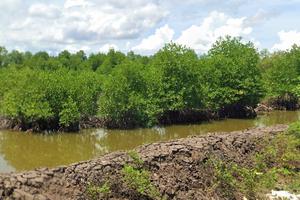 Cà Mau: Giữ nguyên kết quả giải quyết khiếu nại lần đầu đối với vụ việc của ông Trần Văn Thẩm