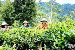 Thái Nguyên: Đổi mới cách tiếp cận, đẩy mạnh giảm nghèo bền vững