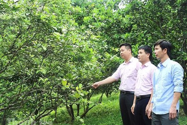 Tín dụng chính sách – điểm tựa vững chắc cho người dân Hà Tĩnh sau thiên tai