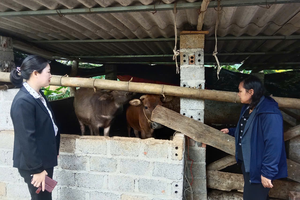 Khi người dân Cần Yên biết vươn lên thoát nghèo từ con bò, con hươu