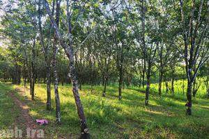 Quảng Trị: Nhiều nội dung sau thanh tra vẫn chậm khắc phục, trách nhiệm các cơ quan, đơn vị tiếp tục được đặt ra