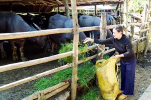Hộ nghèo vươn lên làm kinh tế giỏi: “Đổi đời” từ vốn vay chính sách