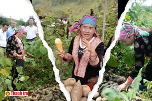 Lai Châu: Vươn lên làm giàu từ cây khoai sâm Sìn Hồ