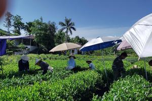 Thái Nguyên: Giảm nghèo hiệu quả từ các mô hình sinh kế gắn với lợi thế địa phương