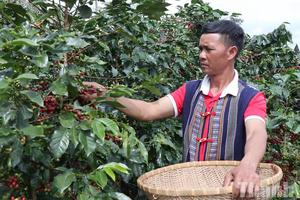 Lâm Đồng: Nông dân làm cà phê hữu cơ đạt chuẩn OCOP 3 sao, bán 300.000 đồng/kg