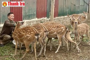 Từ đàn hươu sao đầu tiên, mở hướng làm giàu bền vững ở vùng cao Điện Biên