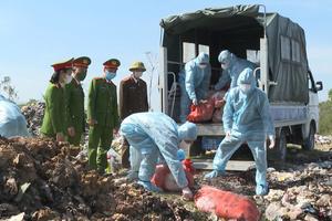 Thanh Hóa: Tiêu hủy hơn 5 tạ lợn nhiễm dịch tả lợn Châu phi