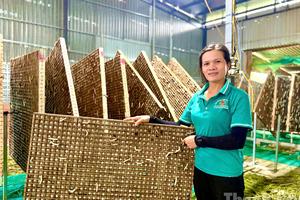 Liên kết sản xuất - “chìa khóa” thúc đẩy giảm nghèo bền vững ở Krông Bông