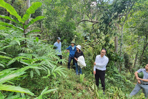 Điện Biên phát triển sinh kế bền vững từ mô hình trồng mắc ca, sa nhân và cà phê