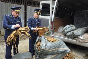 Cao Bằng: Thu giữ 1.231kg nguyên liệu thuốc lá lá sấy khô nhập lậu