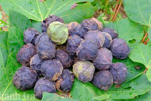 Quảng Trị: Hạt trẩu vươn ra thế giới từ vùng rừng phía Bắc Hướng Hóa