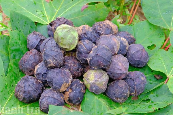 Quảng Trị: Hạt trẩu vươn ra thế giới từ vùng rừng phía Bắc Hướng Hóa