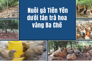Gà Tiên Yên dưới tán trà hoa vàng, sinh kế đang đổi đời ở Ba Chẽ, Quảng Ninh