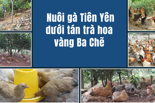 Gà Tiên Yên dưới tán trà hoa vàng, sinh kế đang đổi đời ở Ba Chẽ, Quảng Ninh