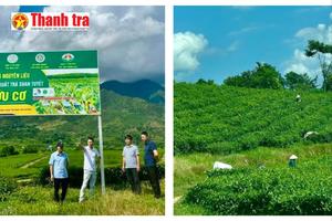 Từ nương đồi đến thương hiệu quốc tế: Cây chè Tân Uyên nâng bước thoát nghèo