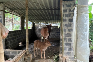 Phú Thọ: Đa dạng hóa sinh kế, phát triển mô hình giảm nghèo