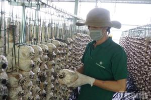 Ngành nấm Đắk Lắk: Tiềm năng lớn, sản lượng vẫn chưa đủ đáp ứng thị trường