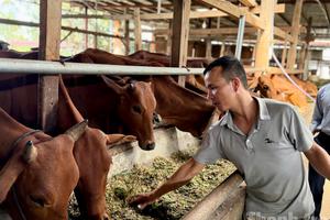 Hòa Sơn lan tỏa mô hình nuôi bò sinh sản trong hành trình giảm nghèo bền vững