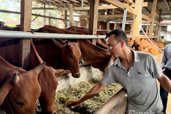 Hòa Sơn lan tỏa mô hình nuôi bò sinh sản trong hành trình giảm nghèo bền vững