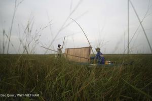Hành trình hồi sinh cây lúa ma - Chạm vào linh hồn đất nước trong Kỷ nguyên Xanh