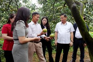 Nông nghiệp Phú Thọ chuyển mình theo hướng xanh, hiện đại và bền vững