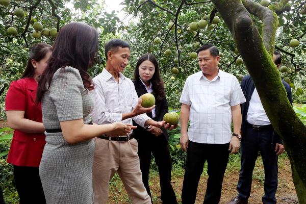 Nông nghiệp Phú Thọ chuyển mình theo hướng xanh, hiện đại và bền vững
