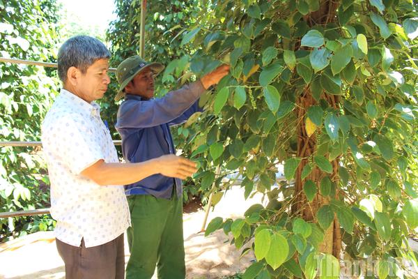 Xã Ea Ning (tỉnh Đắk Lắk): Giảm nghèo về thông tin gắn với chuyển đổi số và phát triển sinh kế