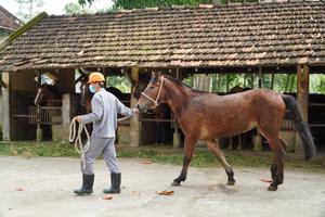 Những con ngựa hiến mình cho y học