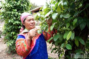 Dự án 8 - Động lực thúc đẩy bình đẳng giới ở xã Yang Mao