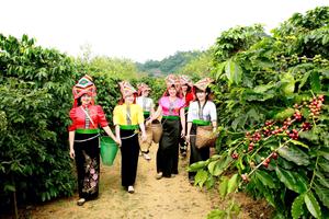 Cà phê Arabica - cây làm giàu cho đồng bào Sơn La