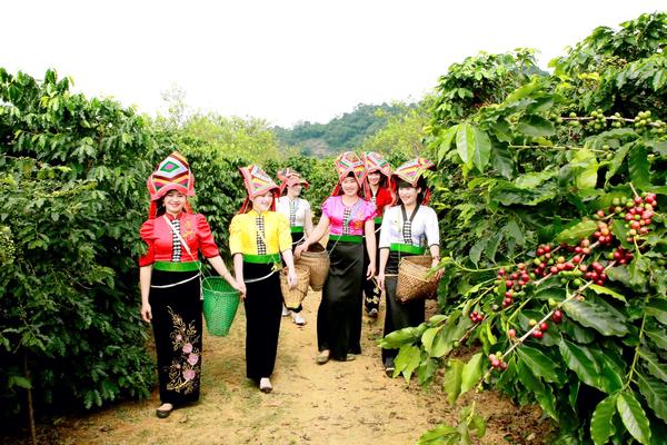 Cà phê Arabica - cây làm giàu cho đồng bào Sơn La